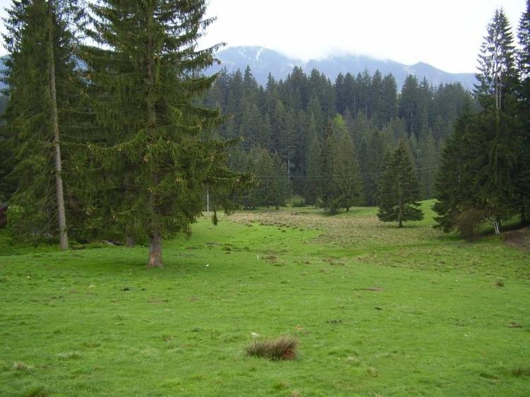 Teren intravilan de 3200 mp, în Poiana Brașov