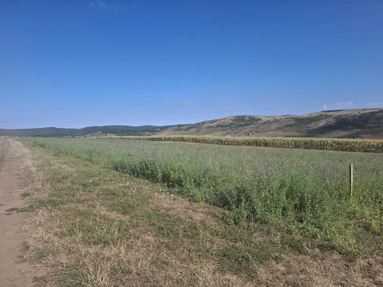 Teren de 400 mp, în Daia