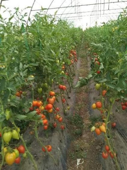 Casă cu 2 camere cu Teren 2000 Mp în Lilieci