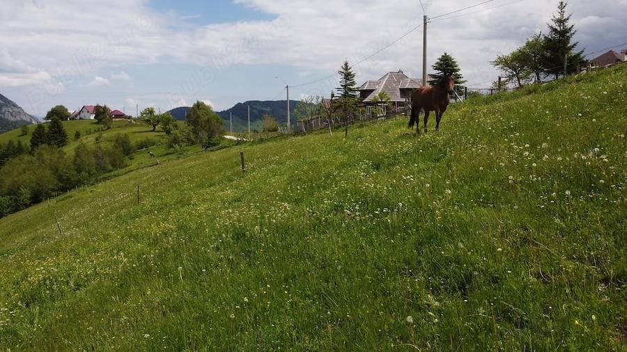 De Vanzare Teren intravilan 4.151 mp in Pe?tera (Bran-Moeciu) Izvor Propriu & Proiect DTAC inclus - 6