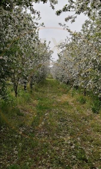 Casă individuală cu 2 camere cu Teren 7350 Mp în Valea Vinului