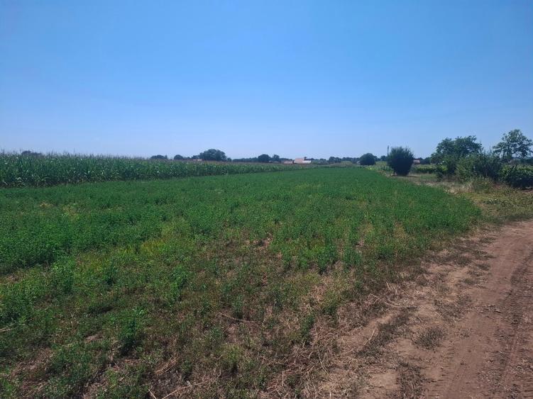 Teren Construcții intravilan de 3000 mp, în Movilița