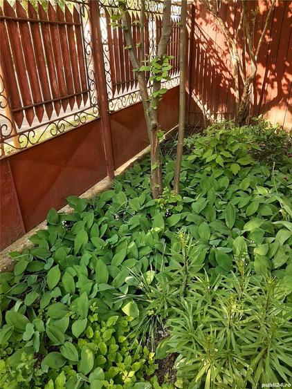 Casa de vanzare plus teren Damaroaia - 3