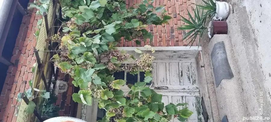 Vand casa in Cladova - 5