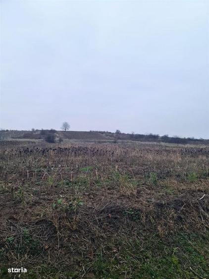 Teren 5096 mp extravilan Oncea/Episcopia Oradea - 6
