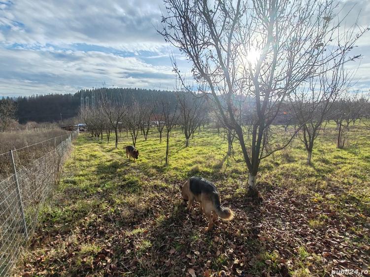 Proprietate deosebita de vanzare cu eficien?a energetica excep?ionala, natura pura - 3