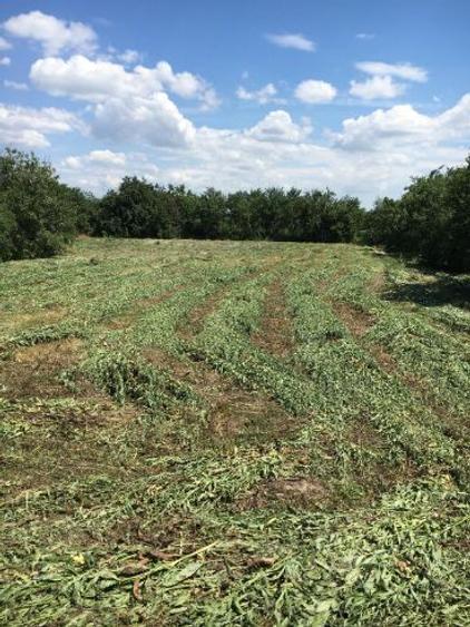 Vand teren intravilan in Tulca - 4