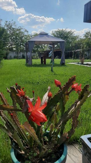 Casa pe parter cu curte 1000 mp - 6