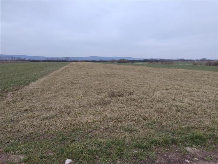 RECO Teren intravilan  Osorhei - 3