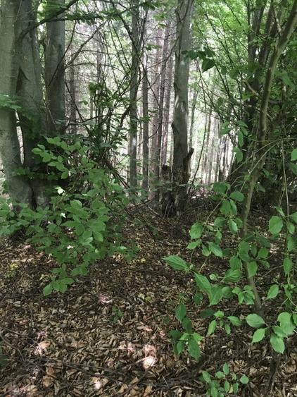 Vand teren in Albestii de Muscel faneata-pasune, partial impadurit - 4