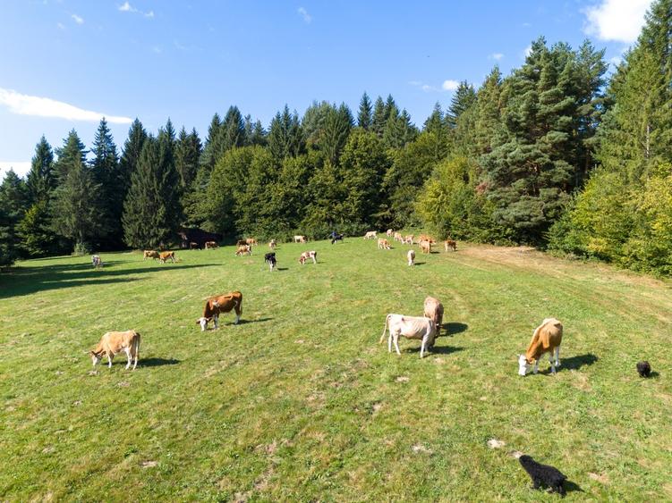 Investitie premium in turism-teren 6800mp langa lacuri Vulcan Brasov - 17