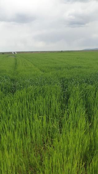 Proprietar,vand 17 ha teren arabil. - 1