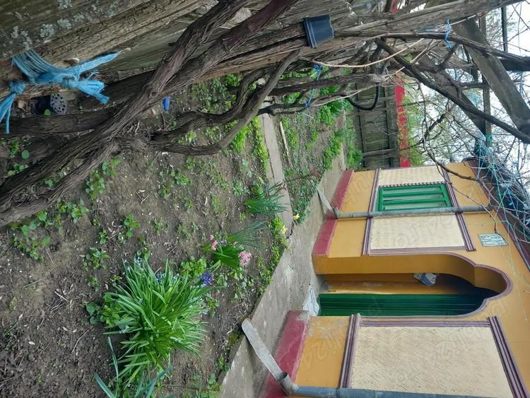 Casa batraneasca si teren de vanzare: Silistraru, Braila - 4