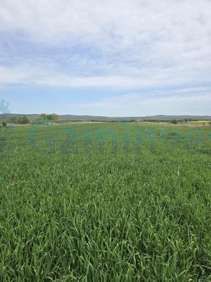 Doua parcele cu acces din E60.Intravilan.Osorhei, Bihor - 1