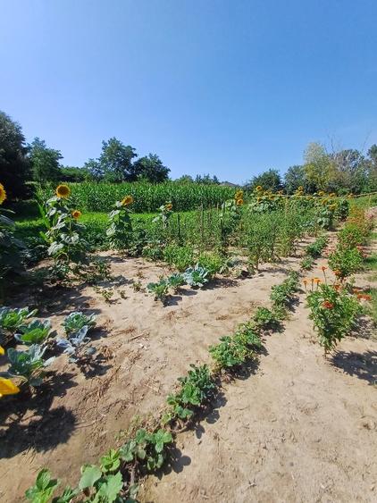 Teren pentru casa si gradina - 8