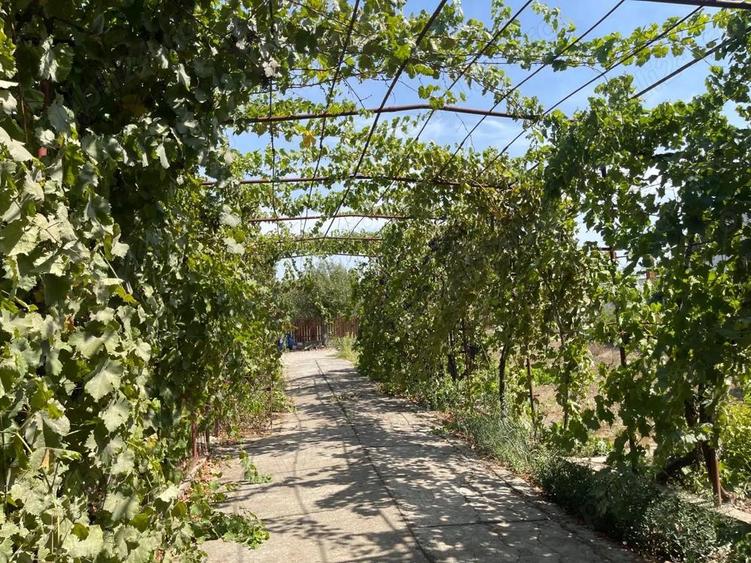 Casa de vanzare comuna Cobadin, Constanta - 4