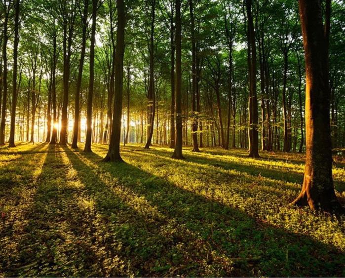 Padure de vazare 33 Ha comasat Arges (Micesti, PAULEASCA) - 2