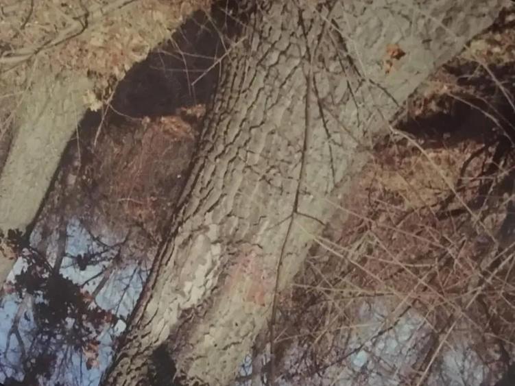 Teren forestier fag stejar - 3