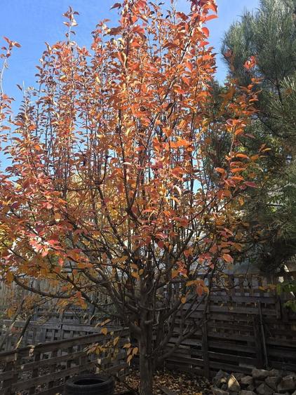 Exclusivitate! Proprietate in Sendreni, jud. Galati -  59.900 EUR - 16