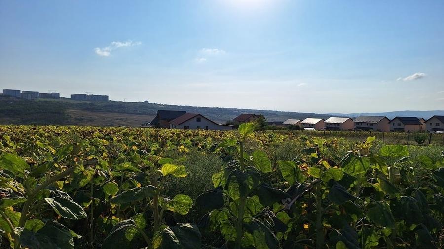 Vand teren intravilan, 5000 mp, Iasi, Rediu, Podisul Beldiman - 4