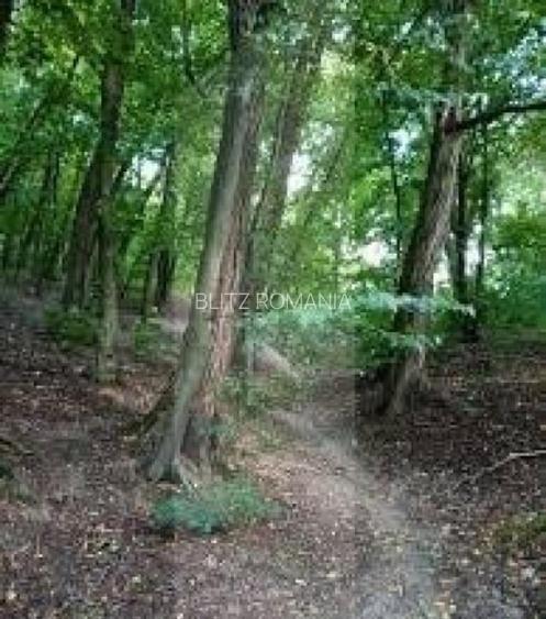 Teren 72450 mp in padure, Domeniul Regilor