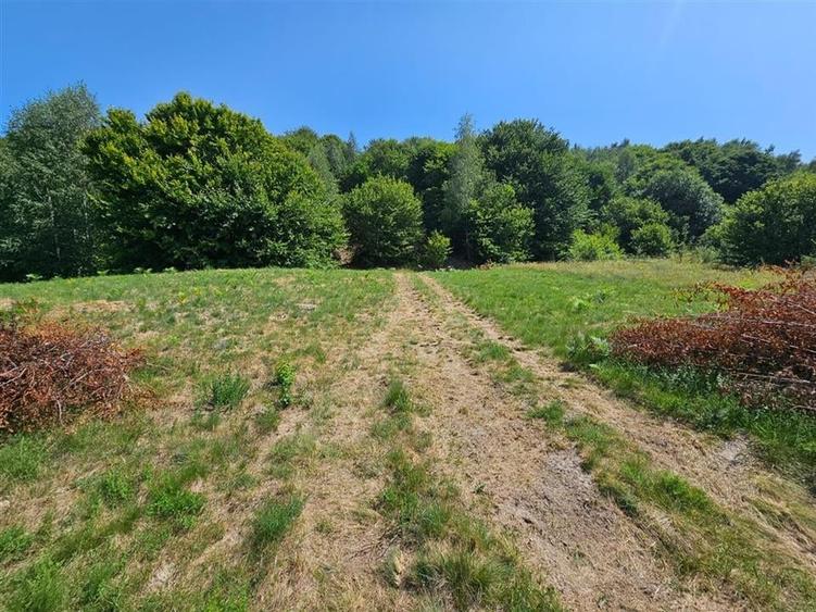 Alzza Real Estate  Teren intravilan de vanzare in Salicea, Cluj  1170 mp cu PU - 4