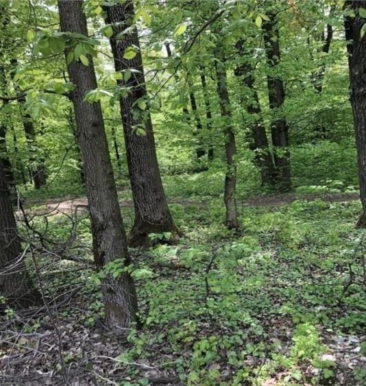 Vanzare teren intravilan 600 mp | ideal investitie | Baneasa | - 3