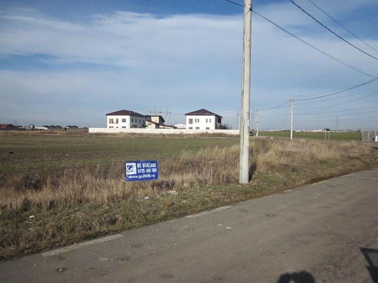 Domnesti-Crengutei-Narciselor - 8