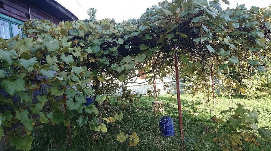 Casuta batraneasca in Paniceni - 1