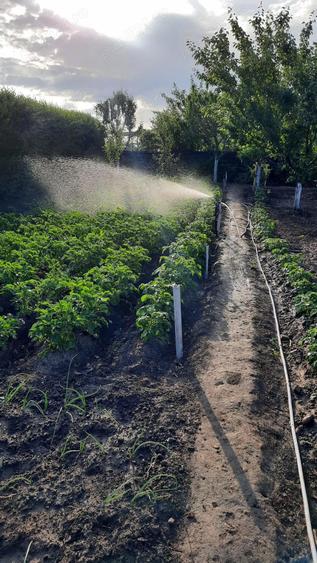 Casa de vanzare Lovrin - 4