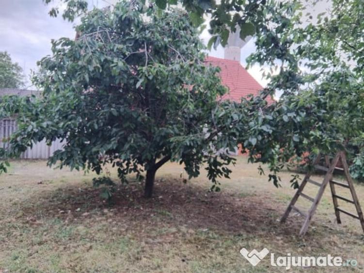 Proprietate cu 2 cladiri in Chisineu Cris - ID : RH-41243-property - 3
