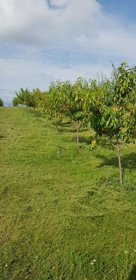 Teren intravilan cu livada, 1500 mp, cu utilitati Cordau - 8