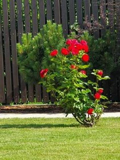 Vila eleganta P+1   proximitate Cambrige   Jolie Ville   Padure - 6