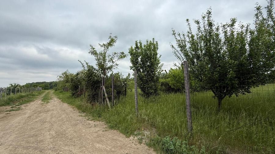 TEREN PENTRU CONSTRUCTIA CASEI, MIROSLAVA, VALEA URSULUI - 9