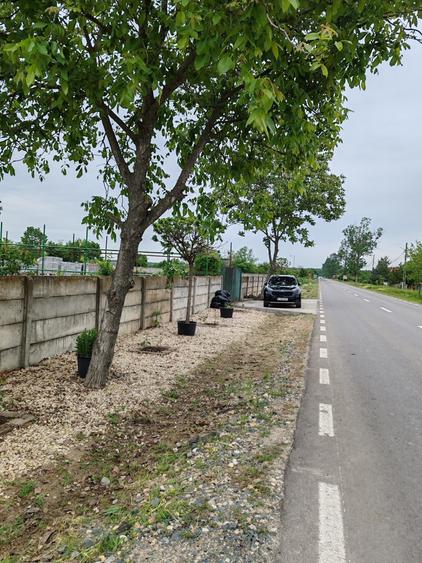 Casă + teren 4200 mp, vie, curent, fosa, anexă – Crevedia Mare, Giurgiu - 7