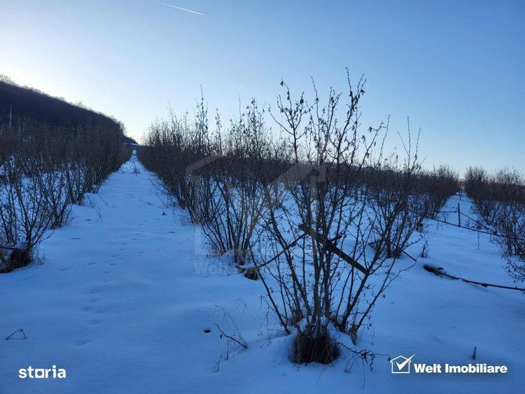 Teren nucifer cu plantatie de aluni, sat Frata, jud. Cluj - 7