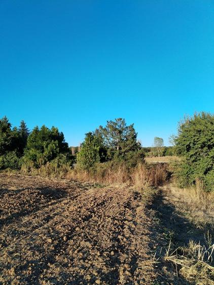 Ciolpani, spre Izvorani - COR, vanzare teren 5000mp. - 18