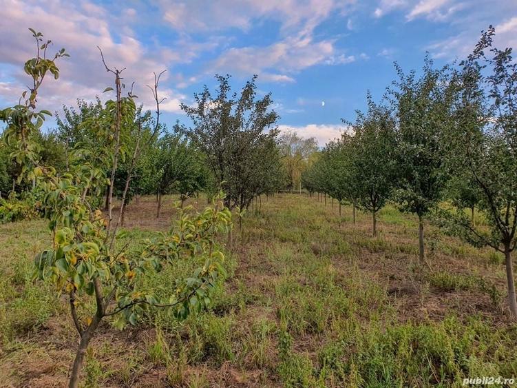 Teren de 3366 mp, în Uileacu de Munte