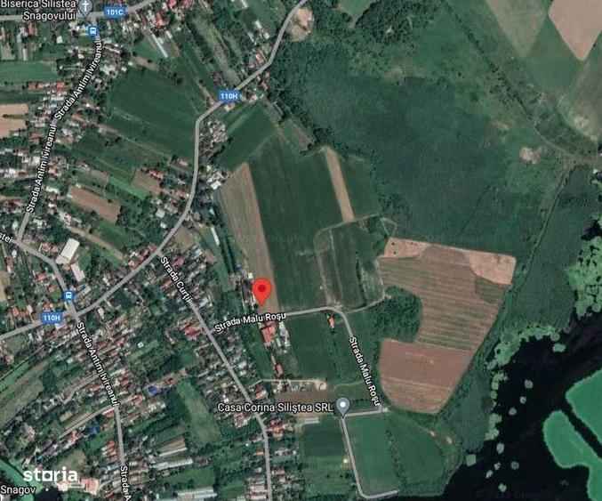 Teren intravilan 8000mp Gruiu, Silistea Snagovului - 1