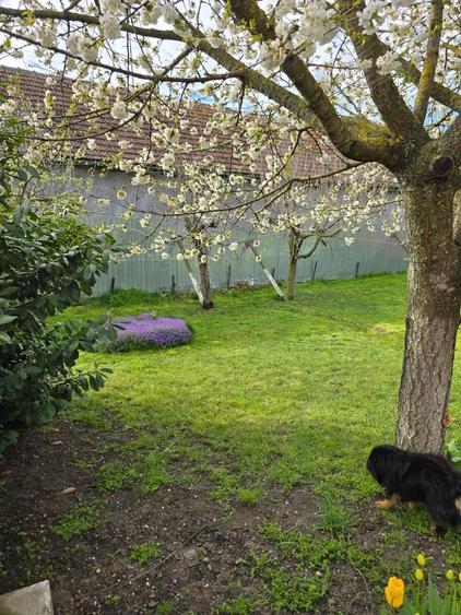 Casa individuala 4 camere si garaj in Pischia amenajata mobilata utilata pozitie excelenta - 13