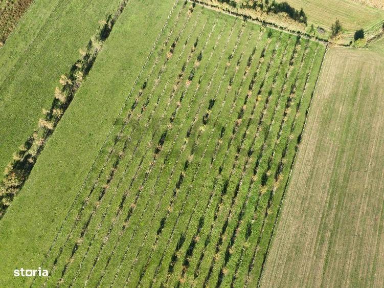 RECO, Teren cu livada de ciresi, Zona Auseu, Bihor - 5