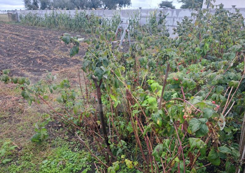 Vand casa cu teren generos Halchiu, aproape de Bra?o - 9