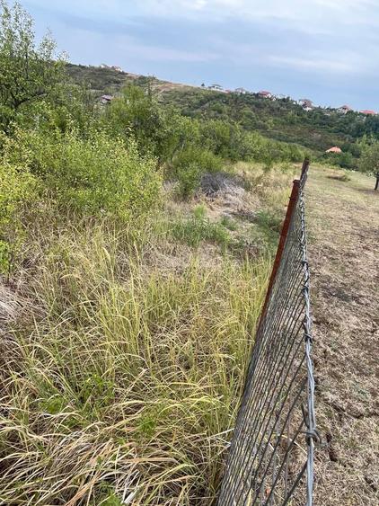 VAND 1000 M Teren INTRAVILAN ,Zona Adevarului Strada LIVEZILOR - 1