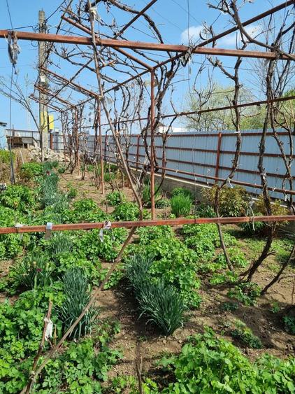 Vand Casa P+M in comuna Rachiti - 5