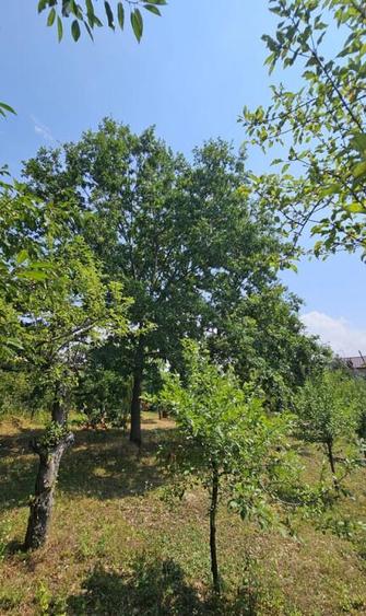 Intravilan 480 mp , loc de casa , zona padure Baicoi Prahova - 1