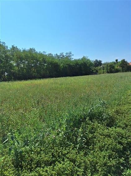TEREN INTRAVILAM DE VANZARE IN BORZESTI - ONESTI - 3