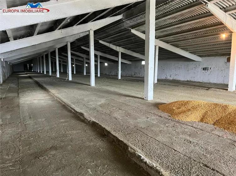 Hale de inchiriat localitatea M. Kogalniceanu Tulcea - 8