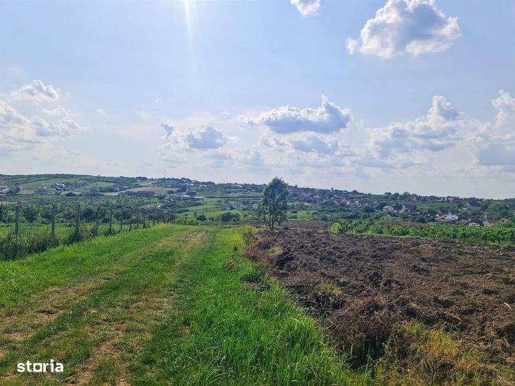 Teren intravilan Saldabagiu de Munte 1100m - 5