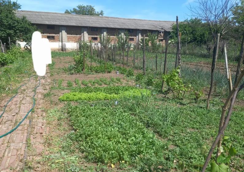 Casa batraneasca nelocuibila cu teren 730mp Olari, Prahova - 4