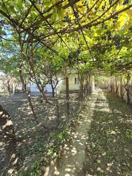 Casa batraneasca cu 1000 mp teren Letea - 2